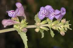 Nepeta erecta
